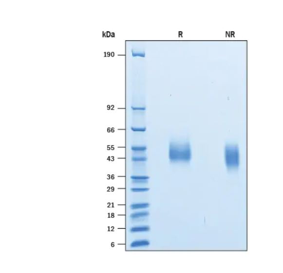 2 μg/lane Protein  was resolved with SDS-PAGE under reducing (R) and non-reducing (NR) conditions and visualized by Coomassie® Blue staining.